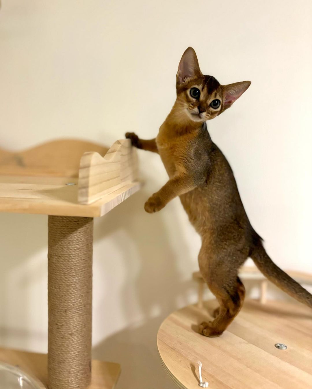 Ally, Abyssinian kitten