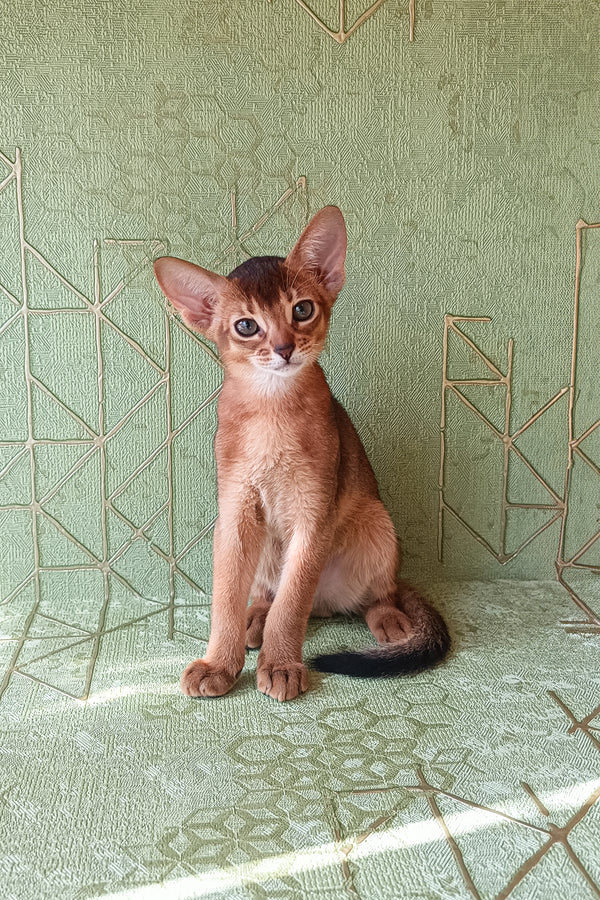 Barry, Abyssinian kitten