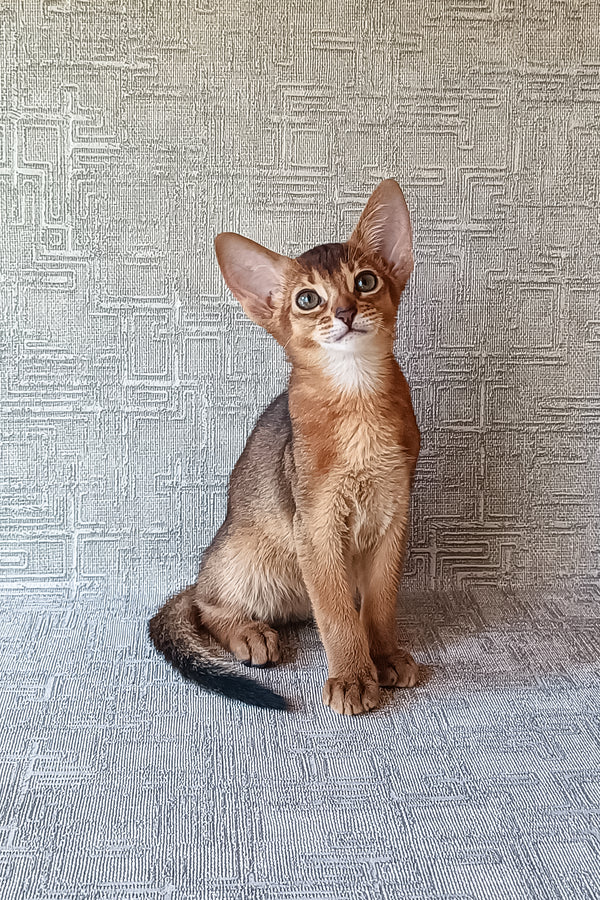 Cherry, Abyssinian kitten