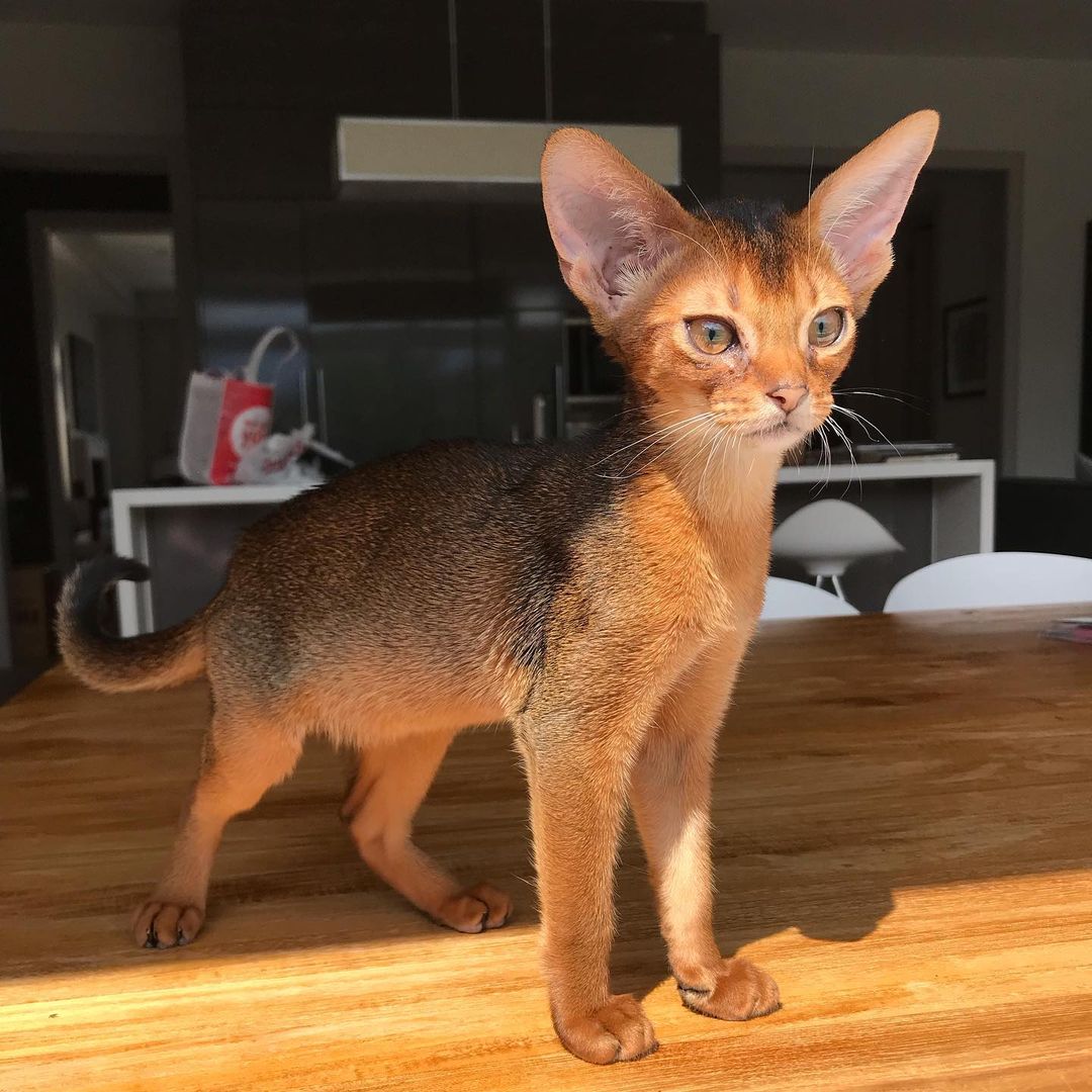 Madina, Abyssinian kitten