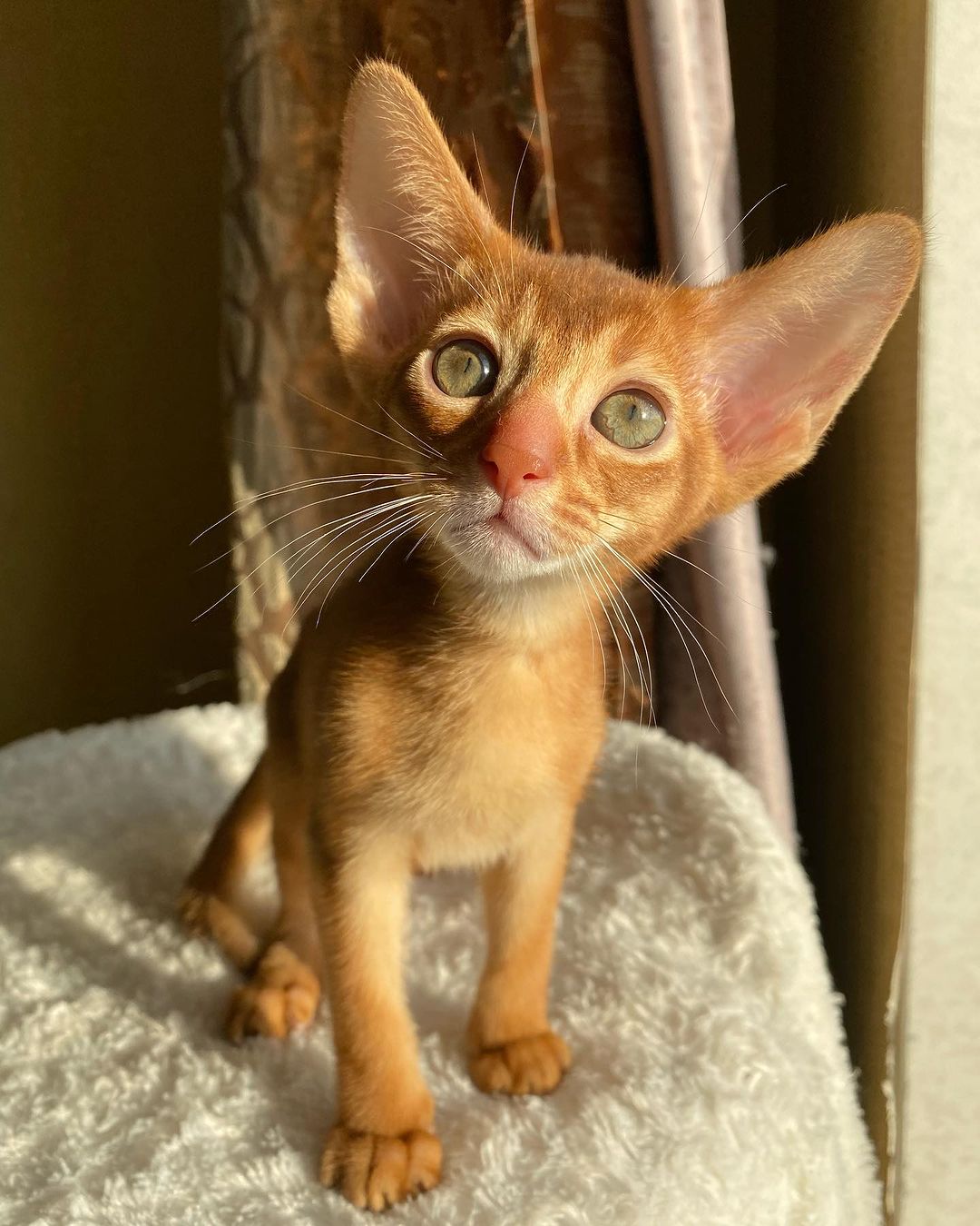 Sim, Abyssinian kitten