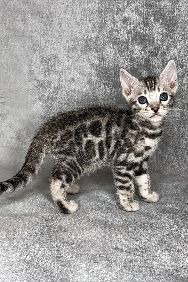 Harlye, female Bengal kitten