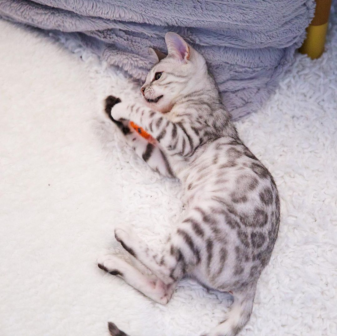 Macc, male Bengal kitten