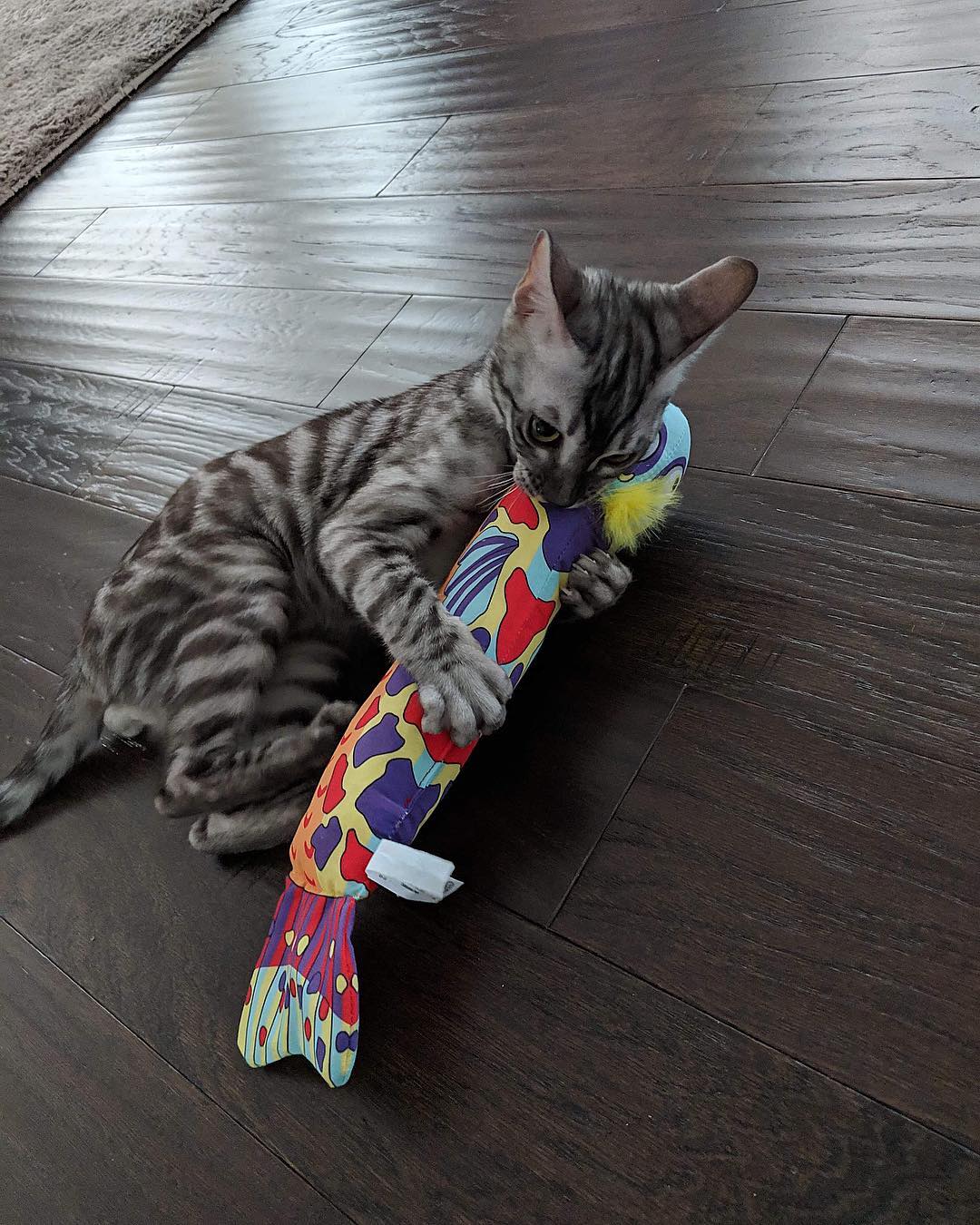 Bengal kitten