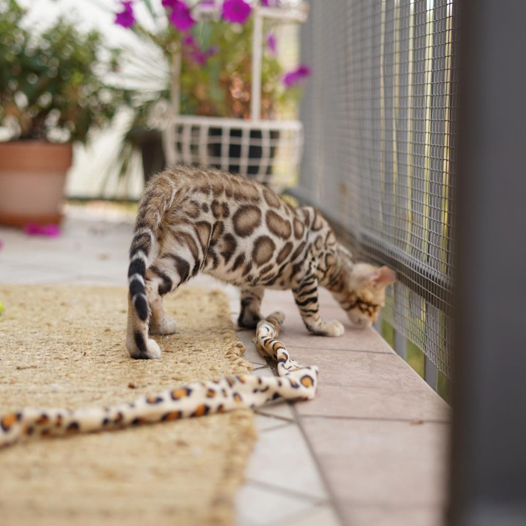 Xena, male Bengal kitten