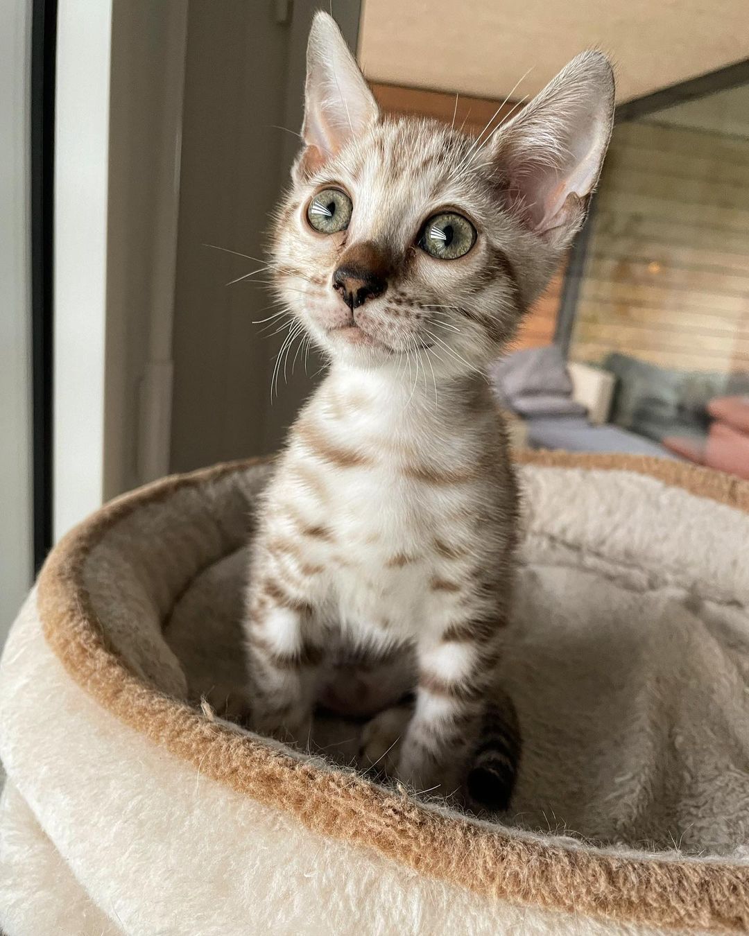 Xenia, female Bengal kitten