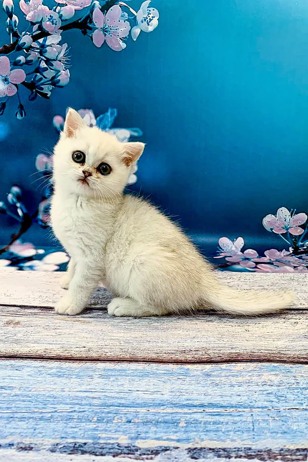 British Shorthair kitten