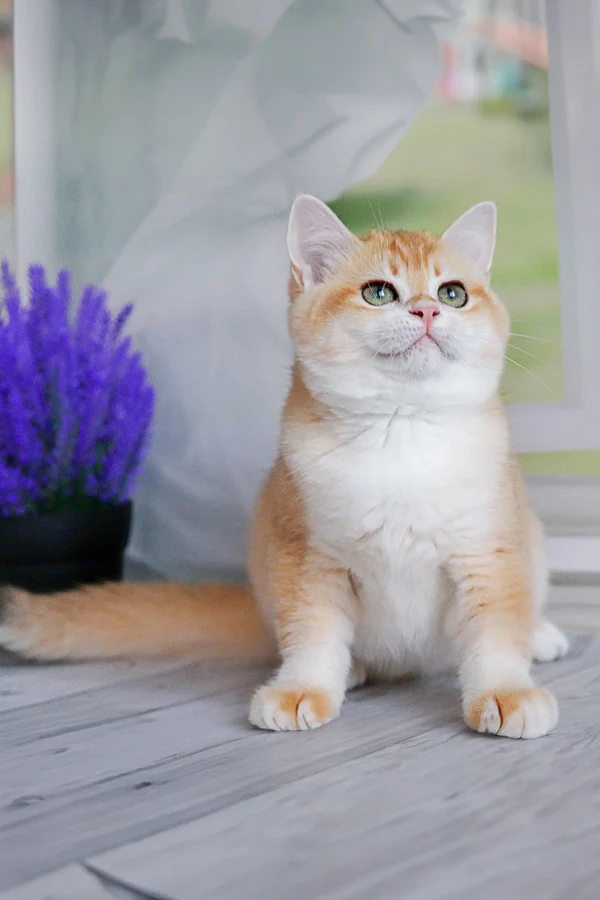 Carmen, female British Shorthair kitten
