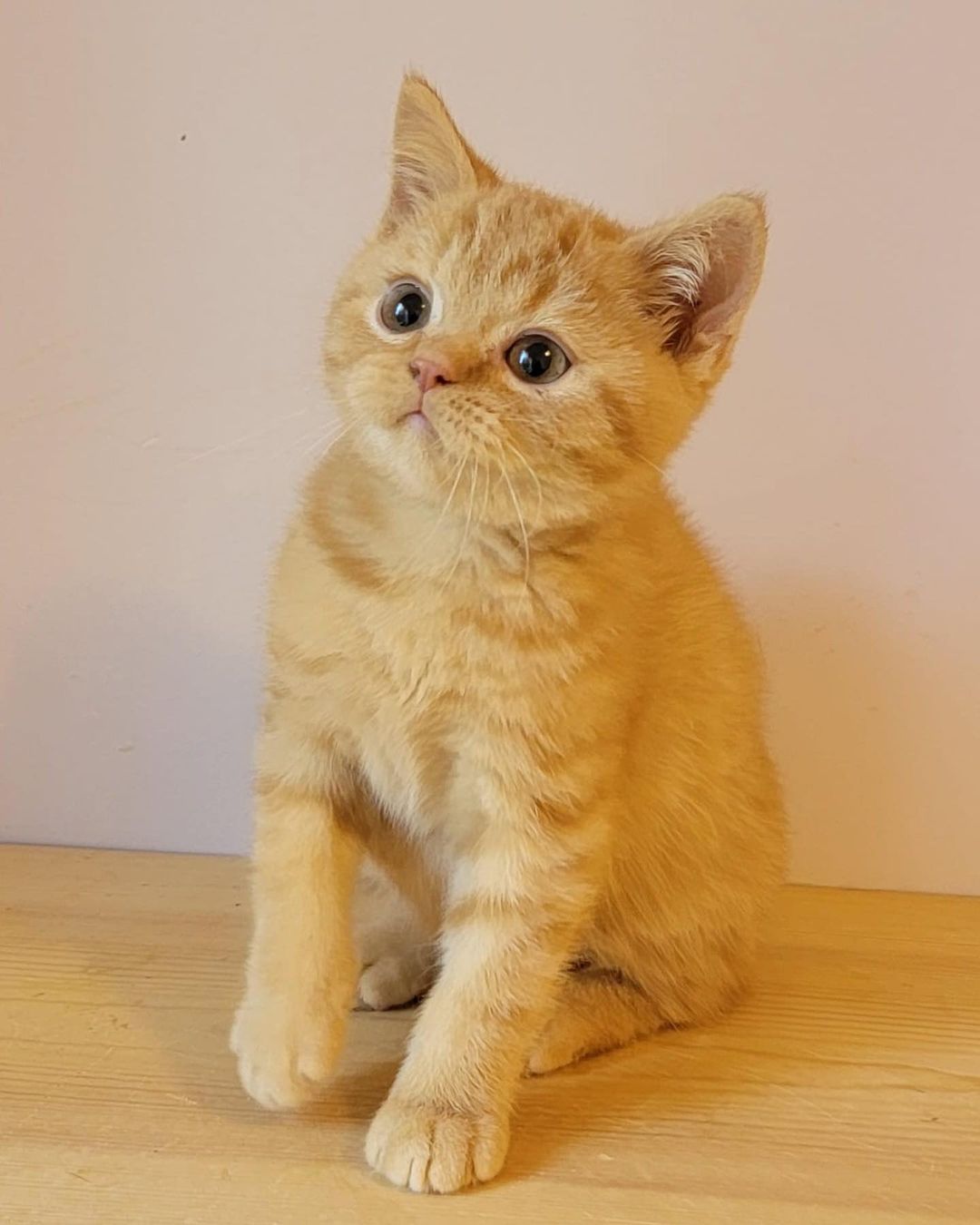 Franka, female British Shorthair kitten