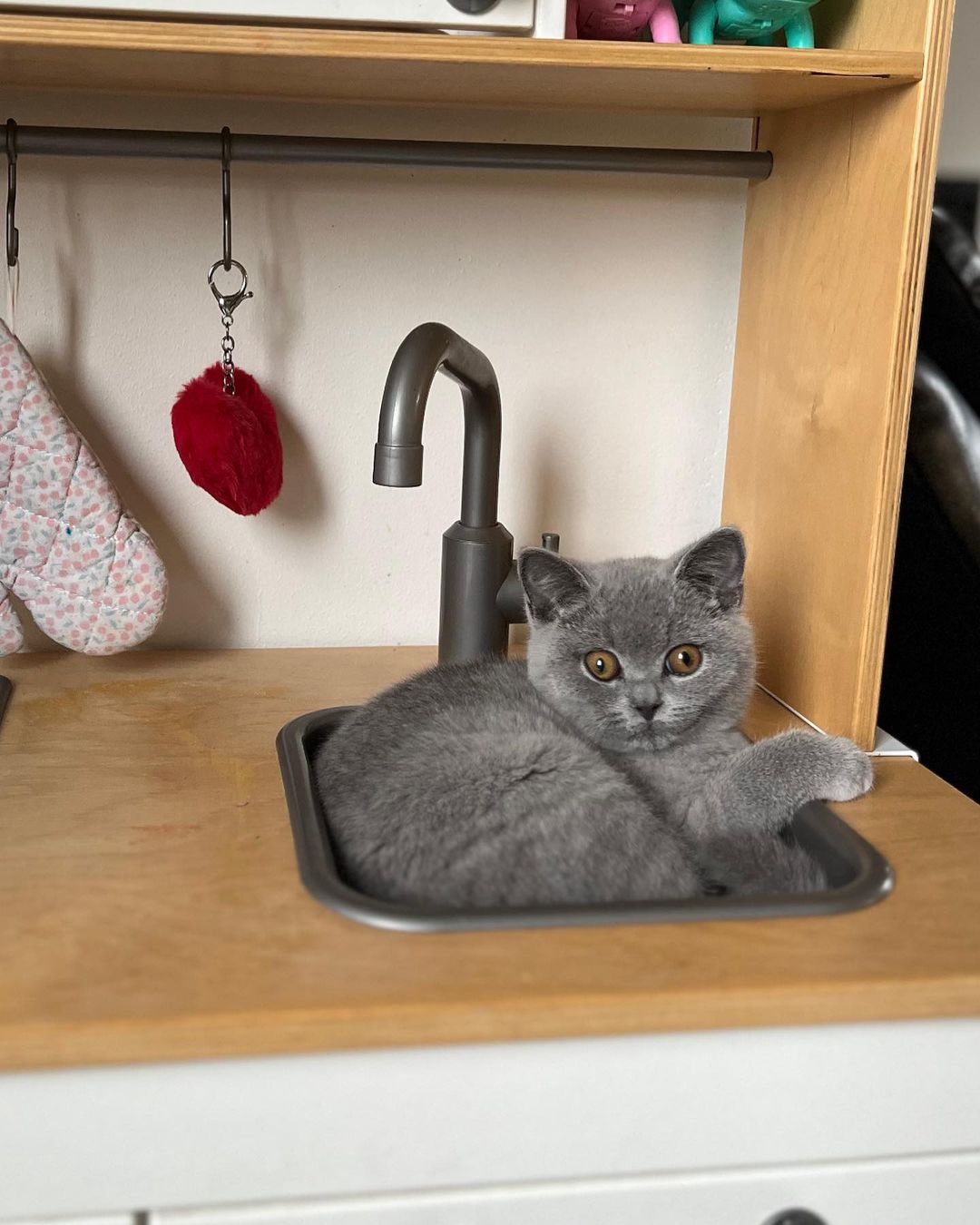 Jay, male British Shorthair kitten