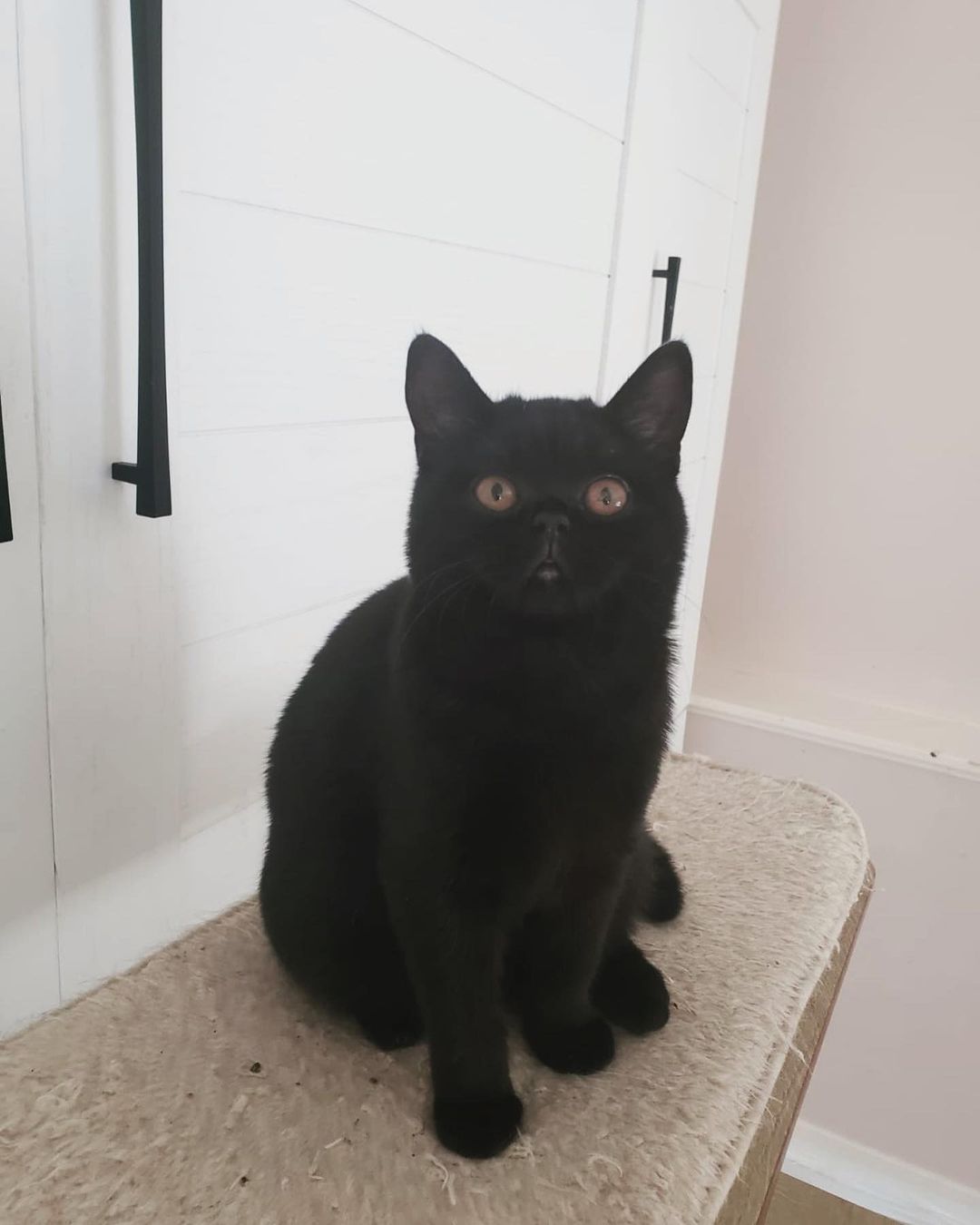 Melodie, female British Shorthair kitten