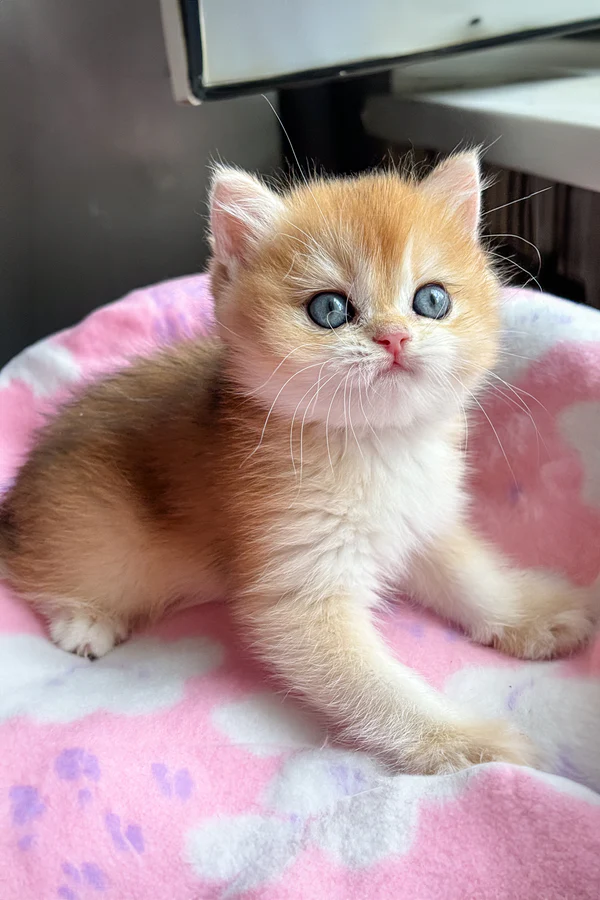 Mikki, male British Shorthair kitten