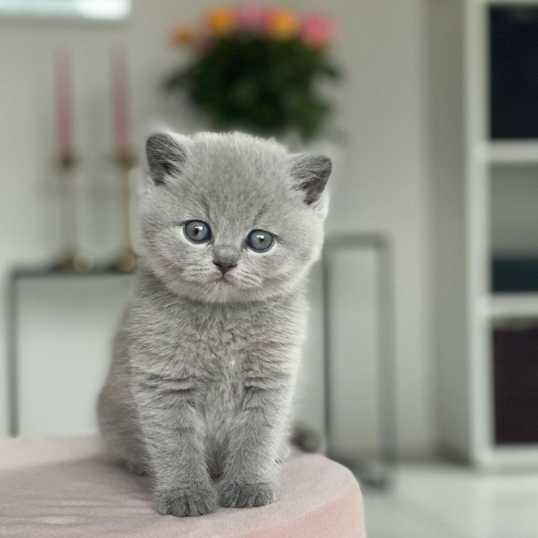 Wesly, male British Shorthair kitten