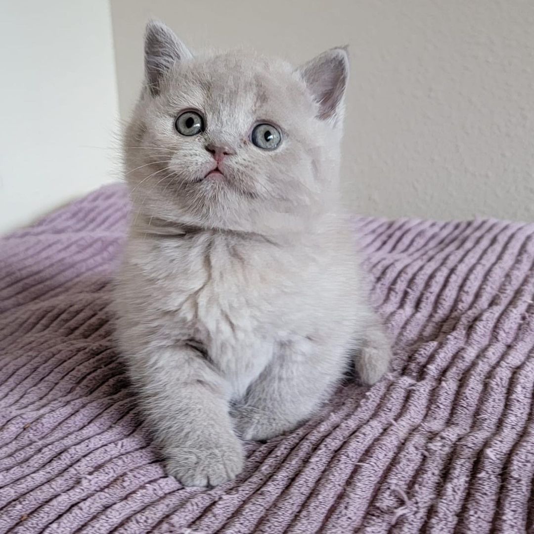 Wesly, male British Shorthair kitten