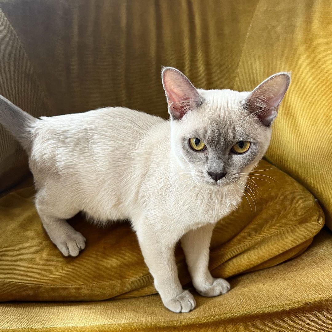 Burmese kitten