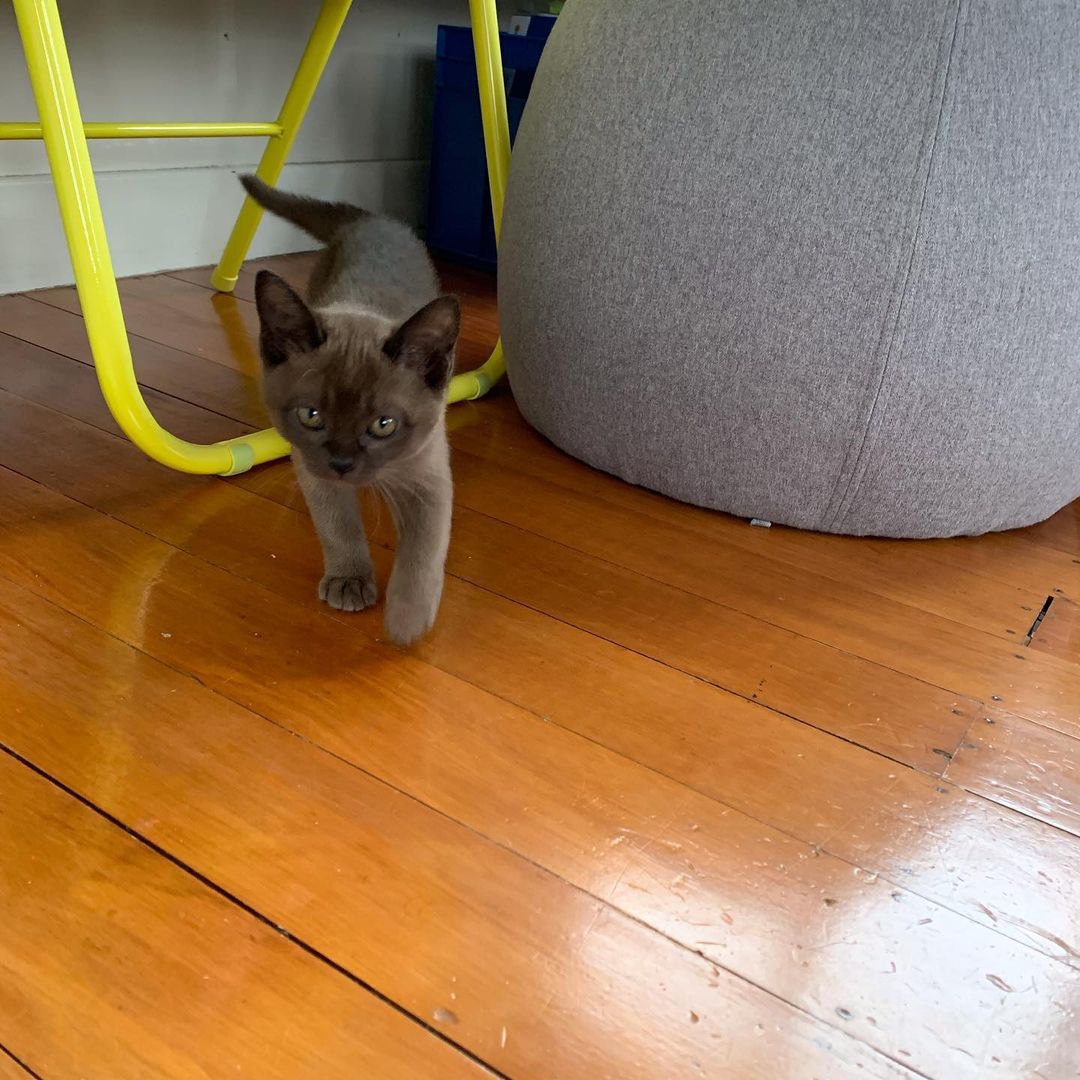 Gina, female Burmese kitten