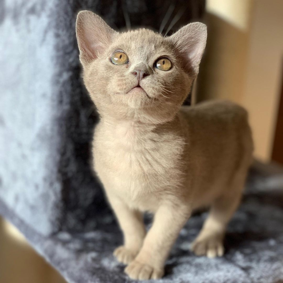 Henry, male Burmese kitten