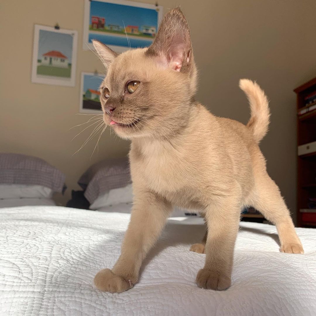 Jones, male Burmese kitten