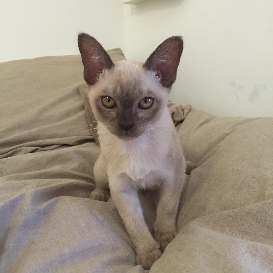 Rani, male Burmese kitten