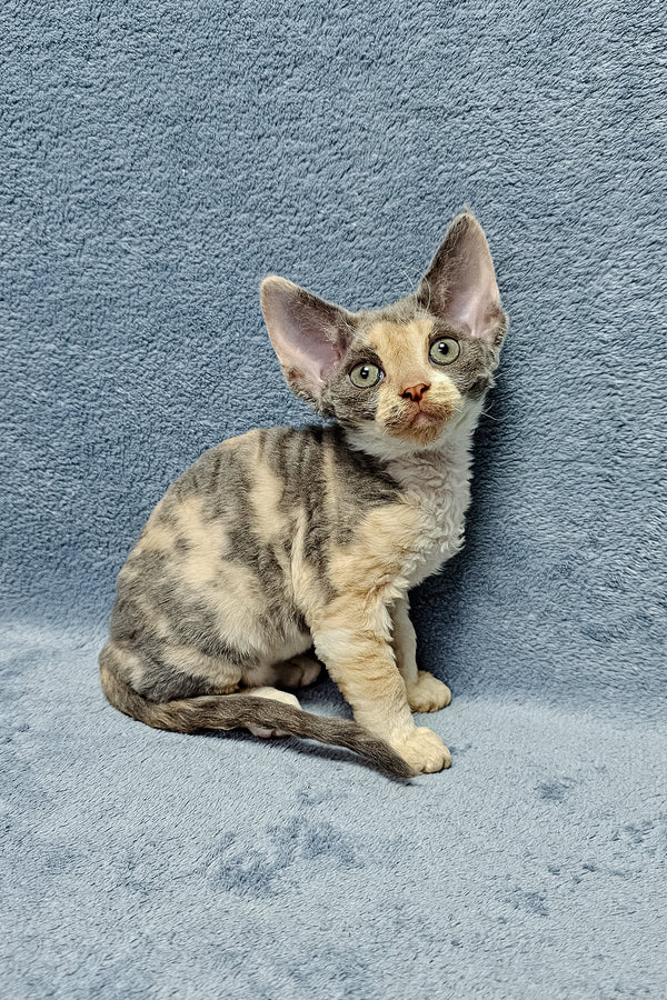 Devon Rex kitten