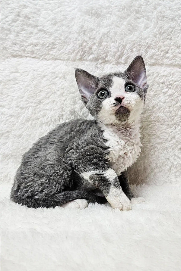 Cherry, female Devon Rex kitten