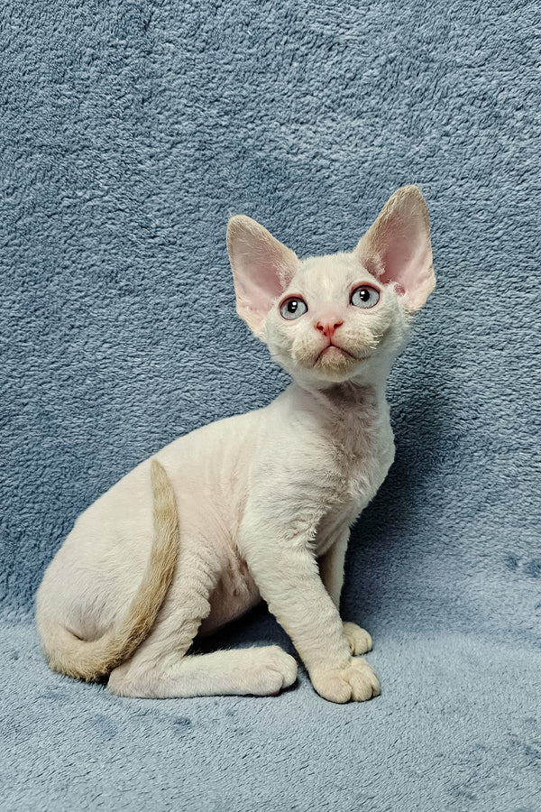 Damian, male Devon Rex kitten