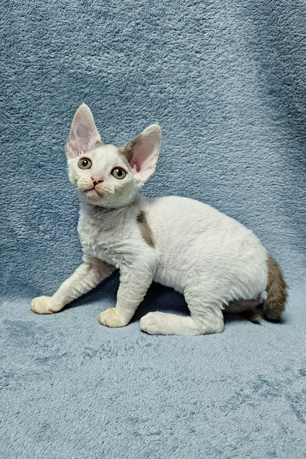 Henk, male Devon Rex kitten