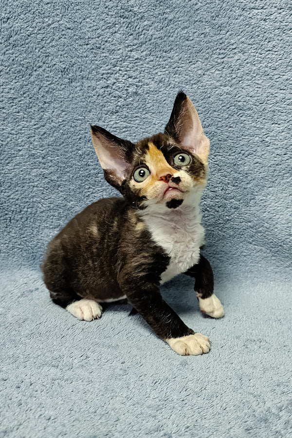 Monro, male Devon Rex kitten