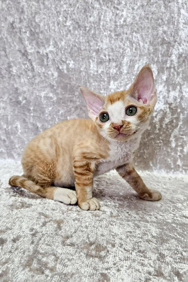 Oscar, male Devon Rex kitten