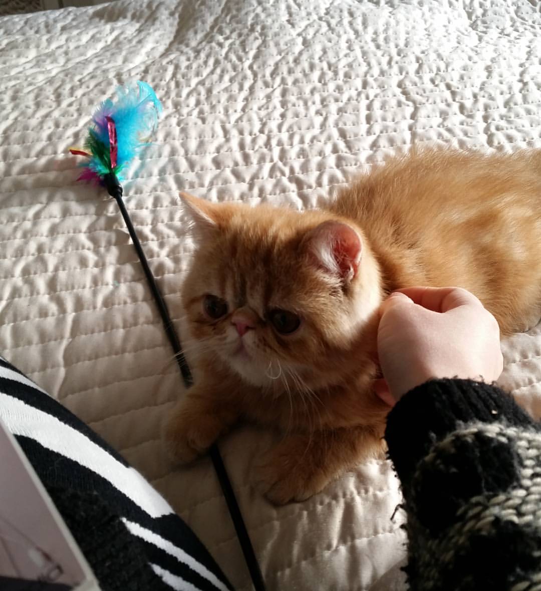 Exotic Shorthair kitten