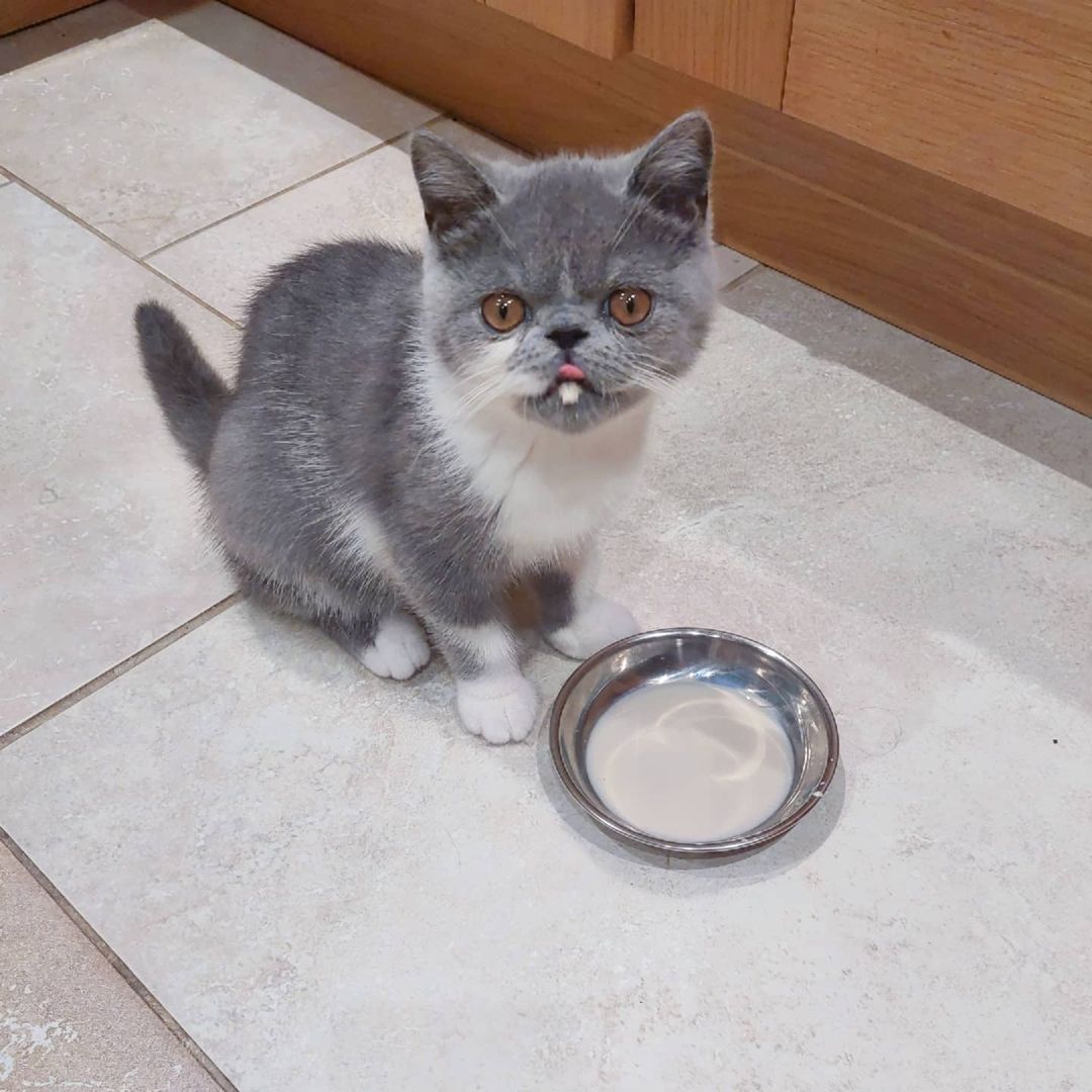 Dolly, female Exotic Shorthair kitten
