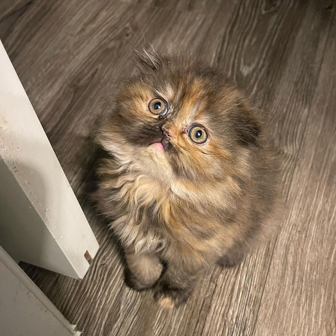 Hope, female Exotic Shorthair kitten