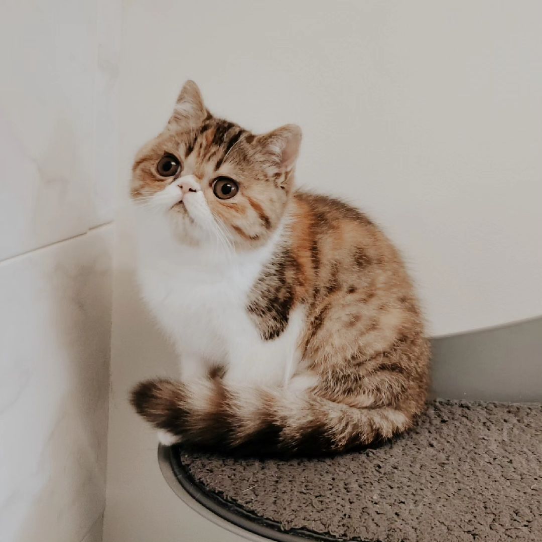 King, male Exotic Shorthair kitten