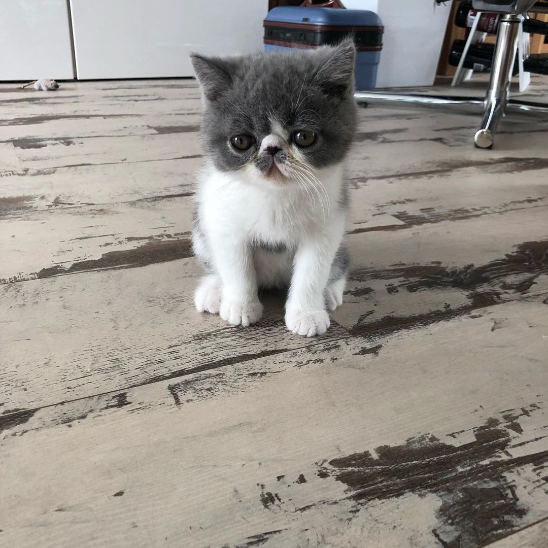 Muss, male Exotic Shorthair kitten