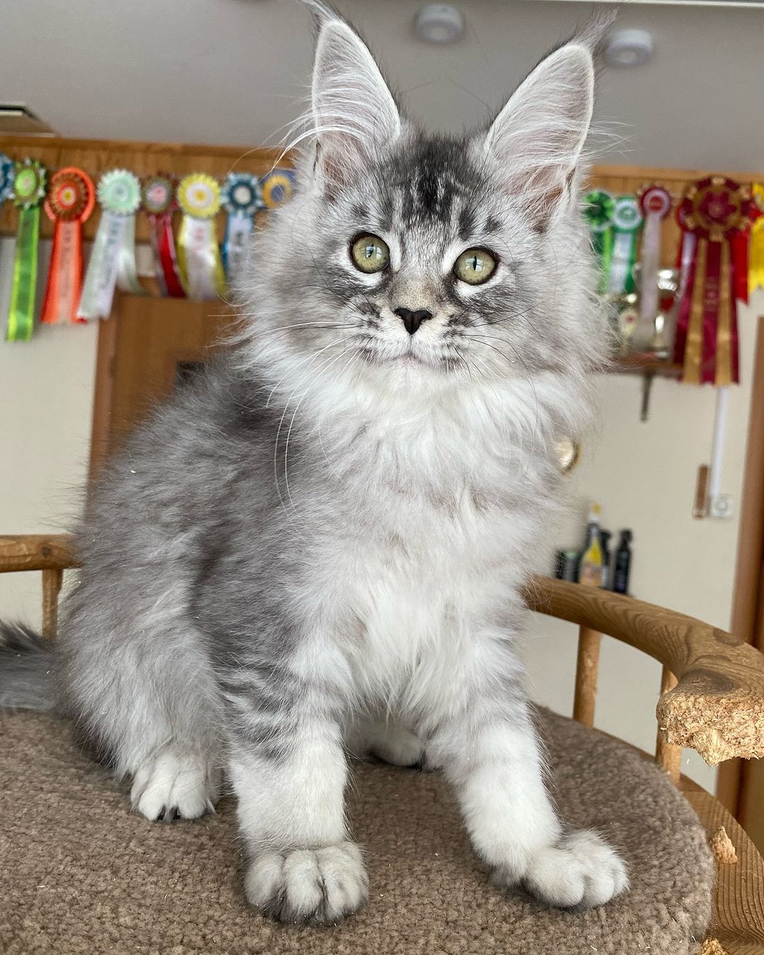 Harry, male Maine Coon kitten