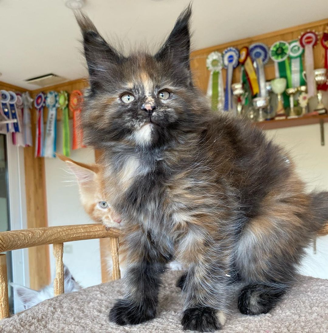 Khan, male Maine Coon kitten