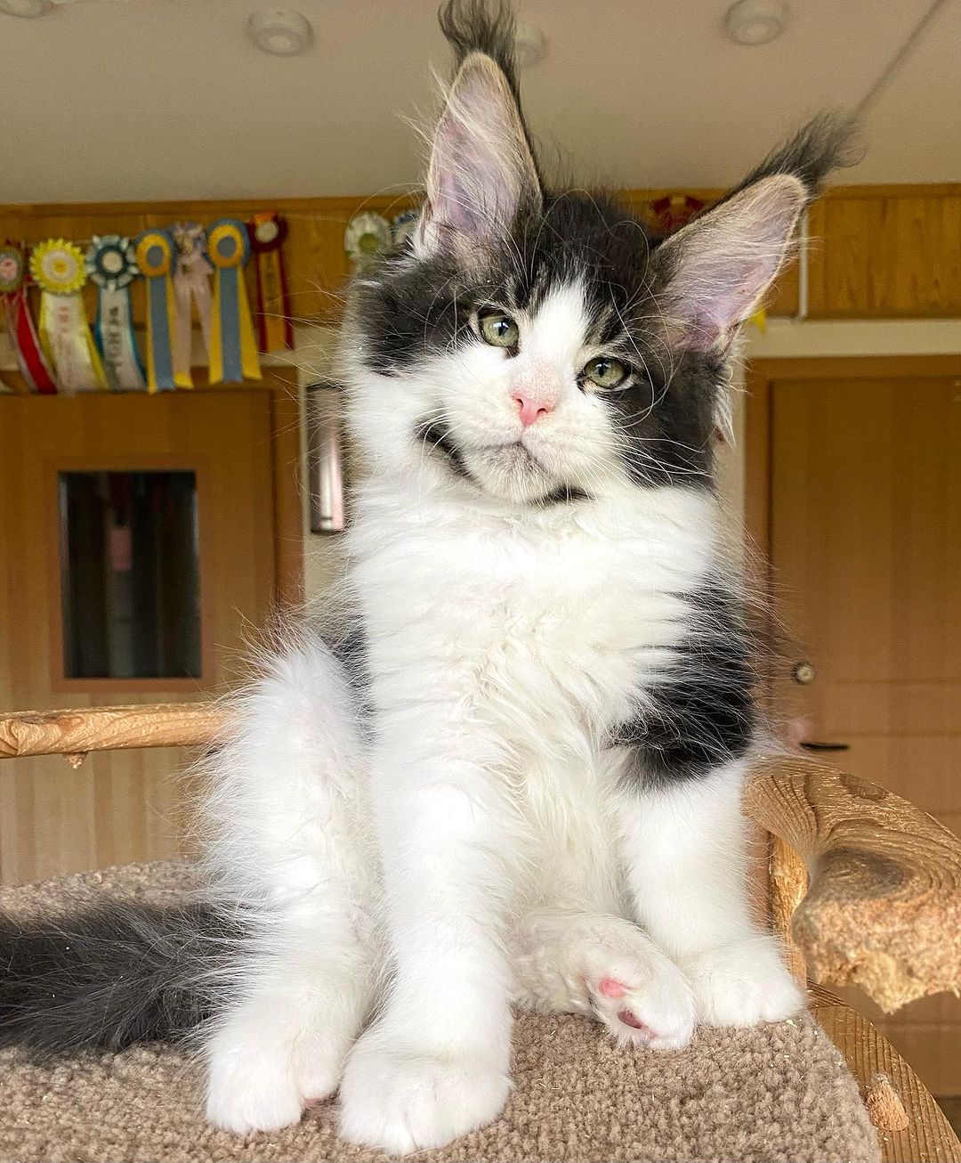 Maine Coon kitten