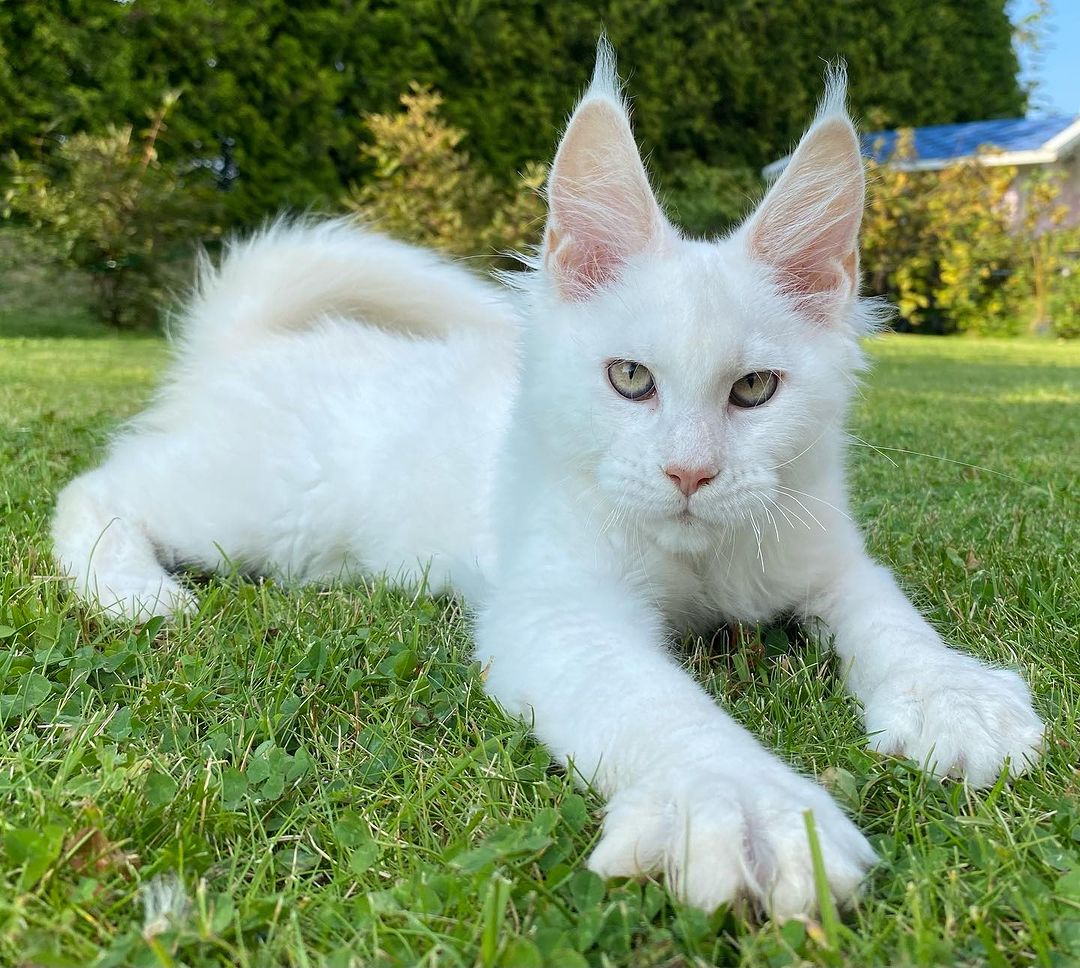 Rose, female Maine Coon kitten