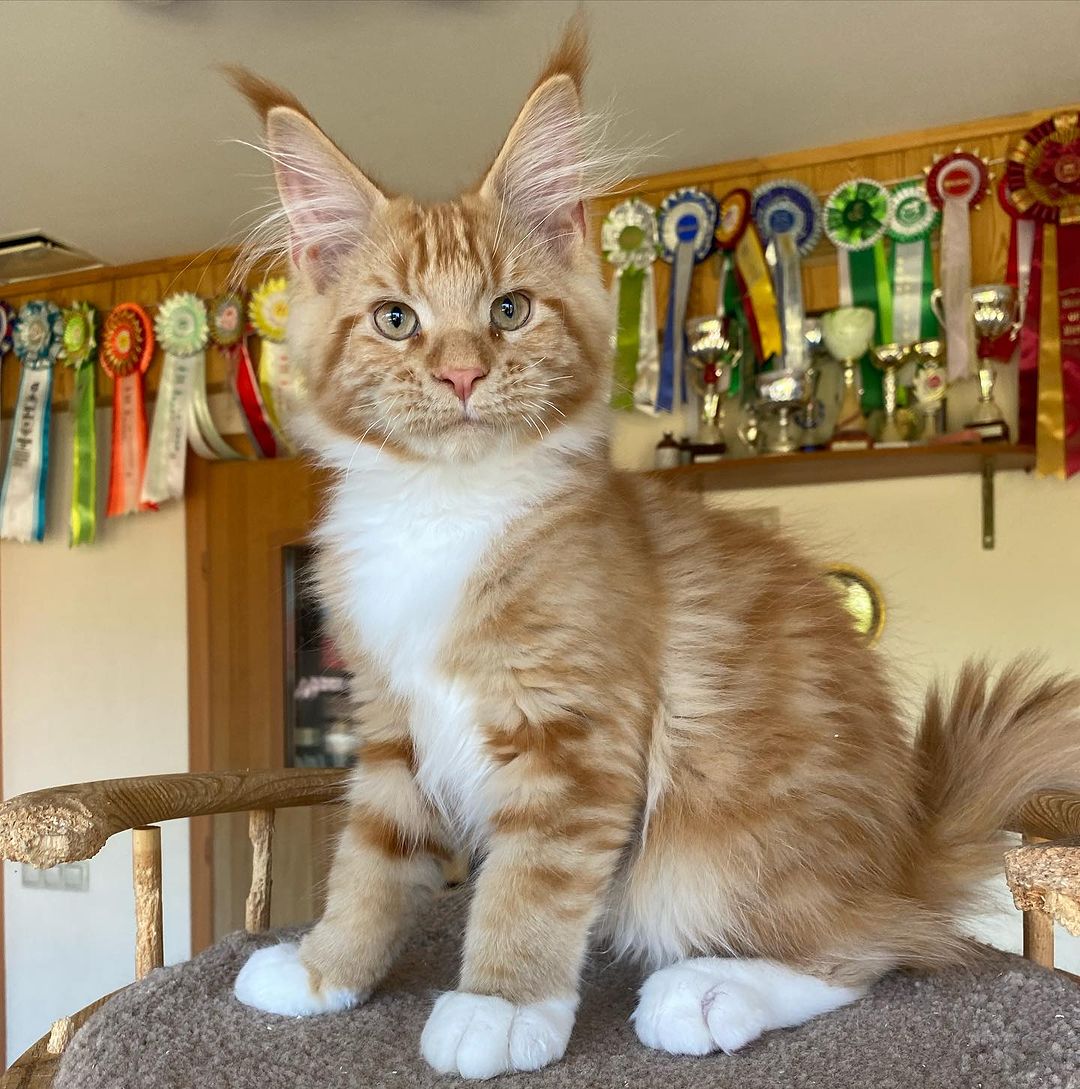 Maine Coon kitten from Canadian Kittens