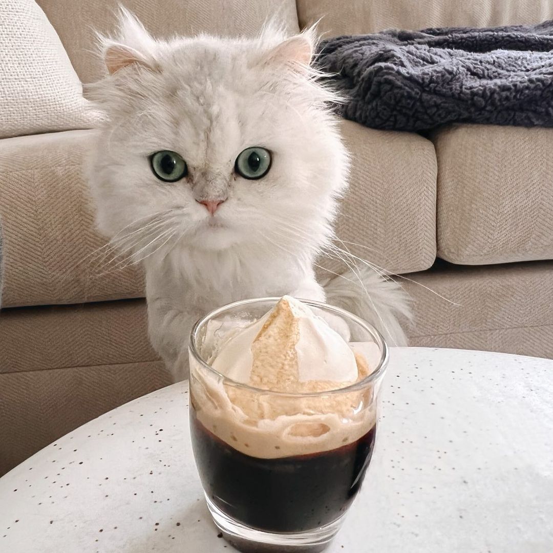 Persian kitten
