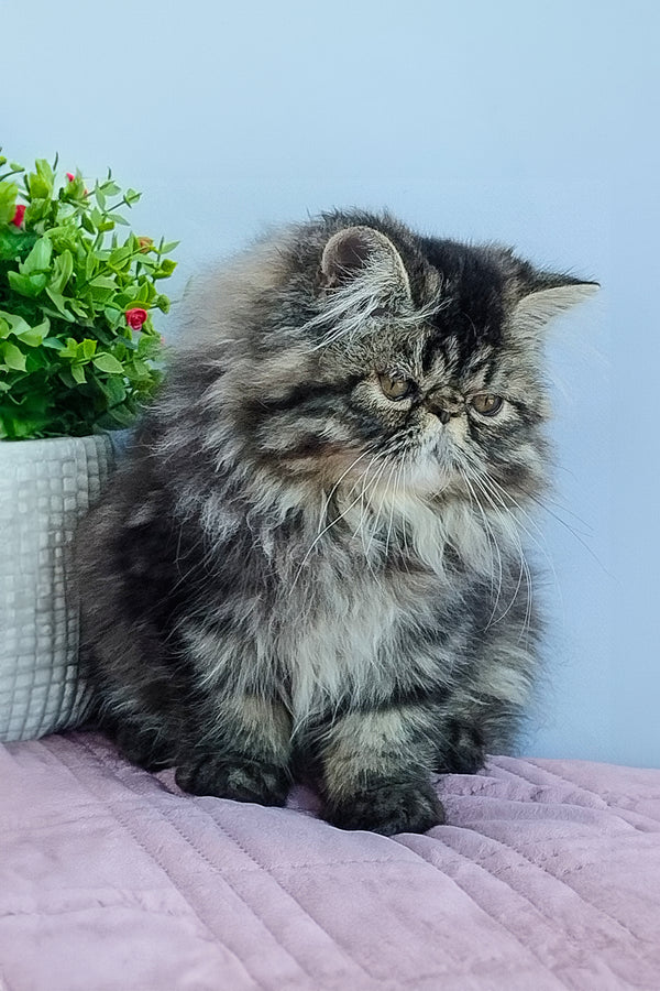 Archie, female Persian kitten