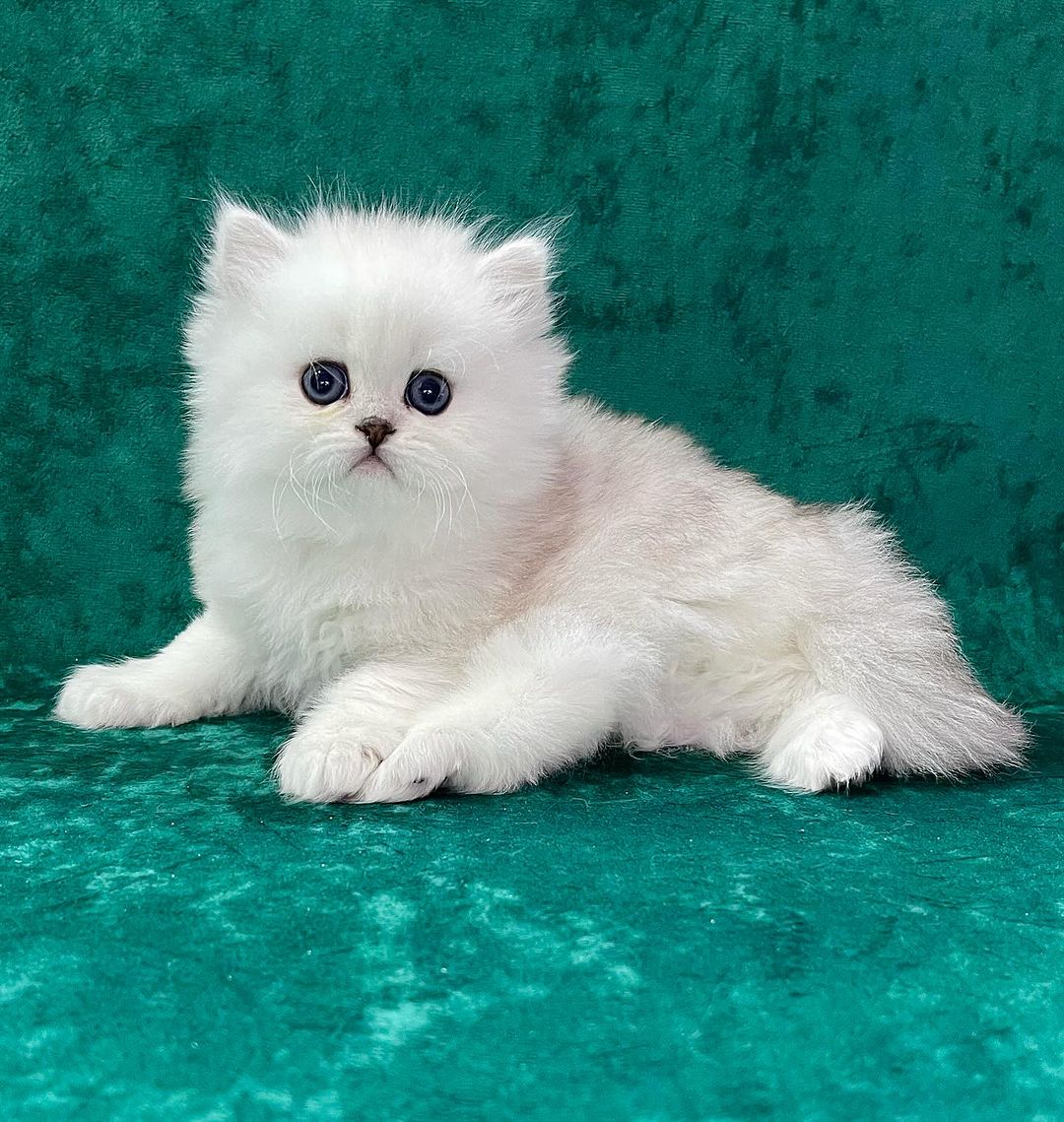 Bas, male Persian kitten