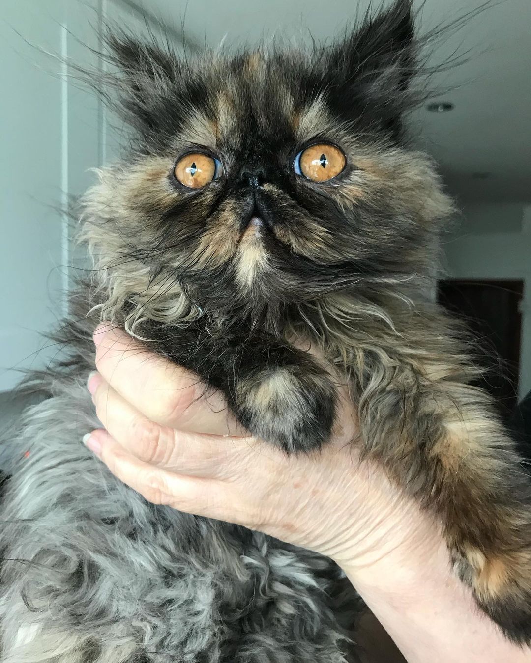 Ella, female Persian kitten