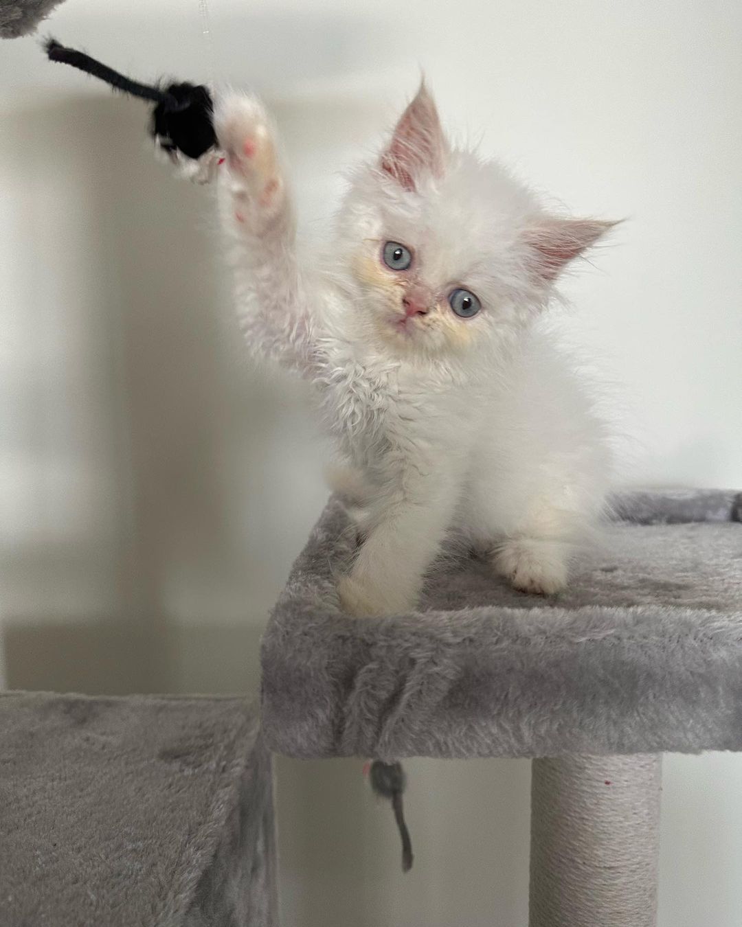 Lisa, female Persian kitten