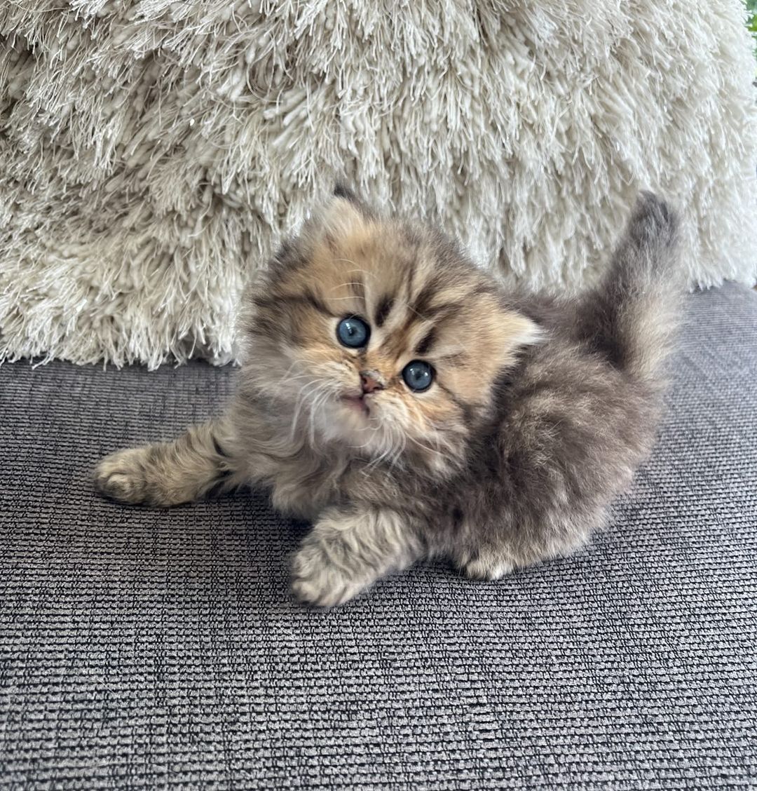 Mae, female Persian kitten