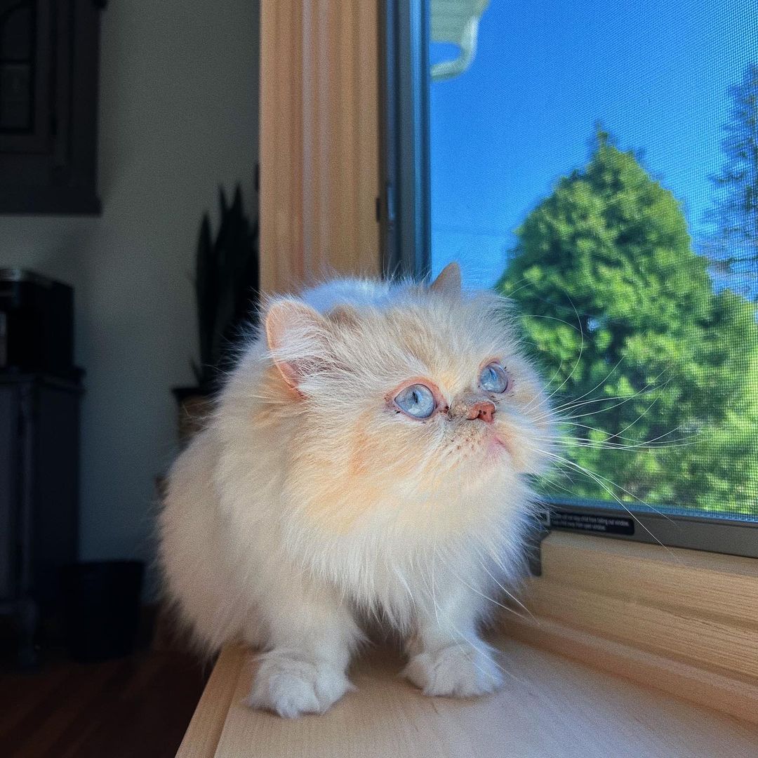 Muss, male Persian kitten