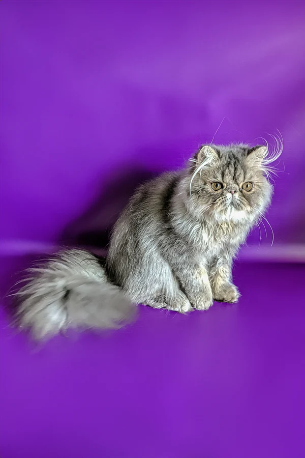 Valentin, female Persian kitten