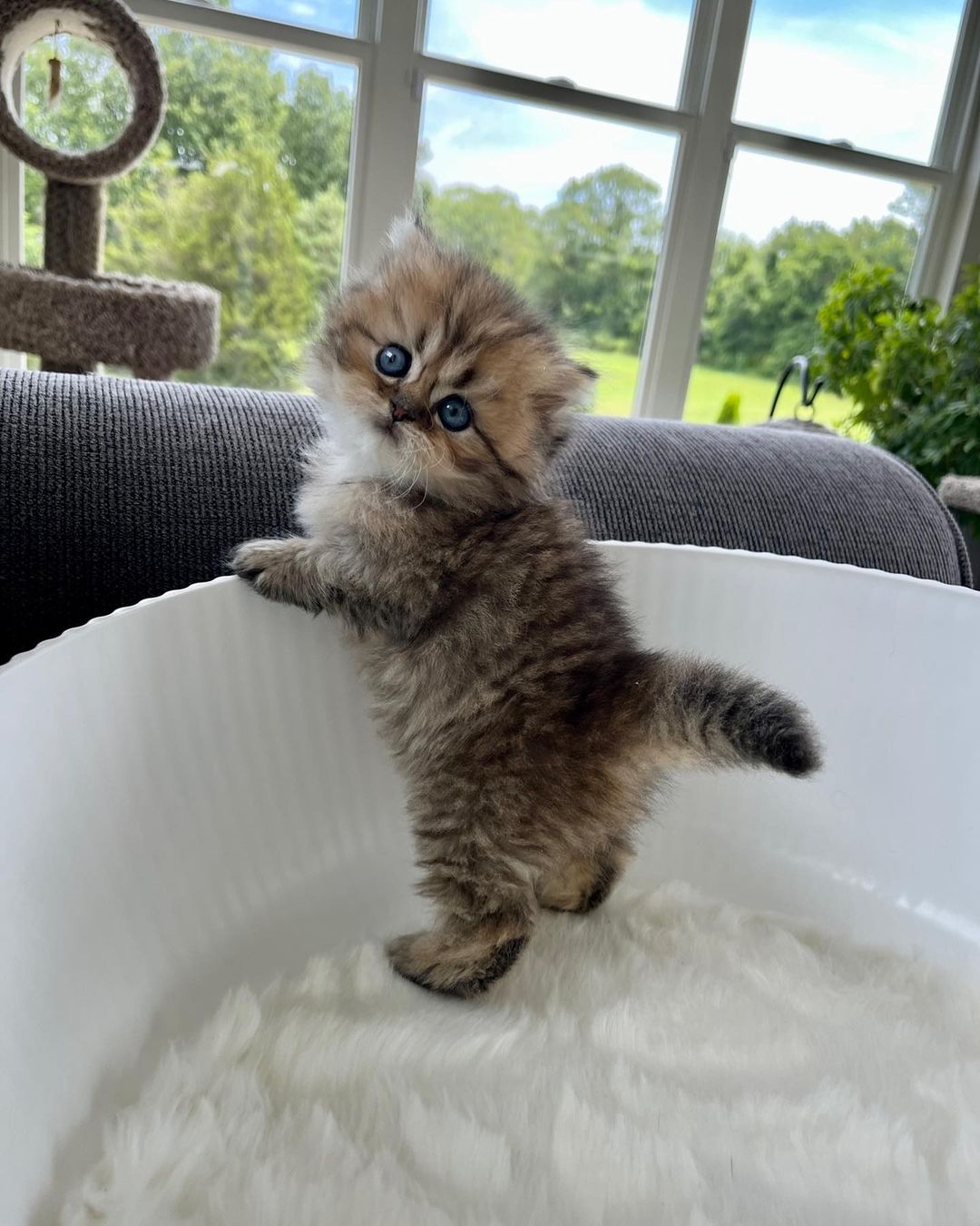 Von, male Persian kitten