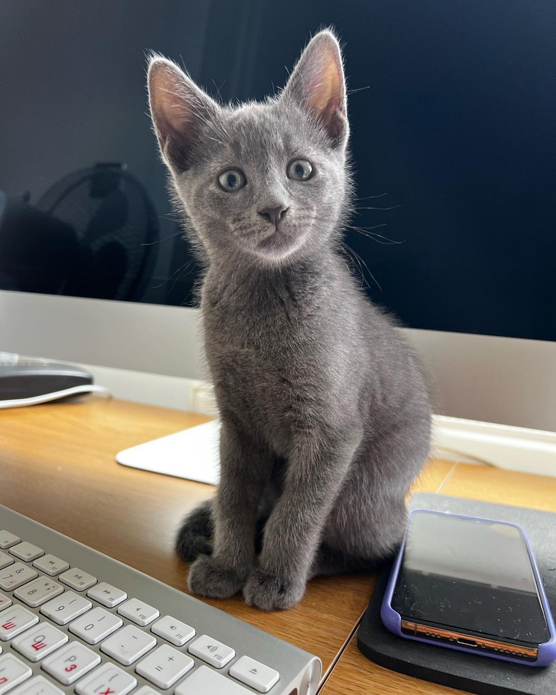 Russian Blue kitten