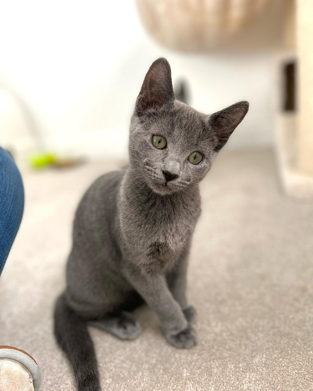 Jerry, male Russian Blue kitten